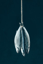 Close-up View Of Uncooked Mackerel Fish Hanging On Rope Isolated On Black