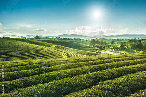 Cuadros en Lienzo Beautiful landscape view of choui fong tea plantation with sunset at Maejan , to