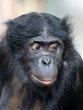 © Edwin Butter - Bonobo