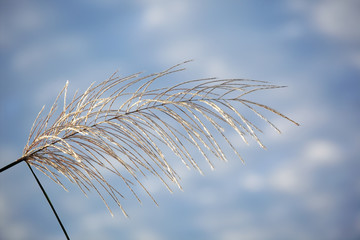 white reeds grass texture as background with blue sky.