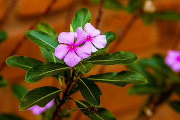 Wall Mural - Madagascar periwinkle