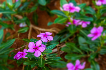 Wall Mural - Madagascar periwinkle