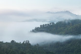 Fototapeta Na ścianę -   High angle view over tropical rainforest mountains with white fog in early morning 