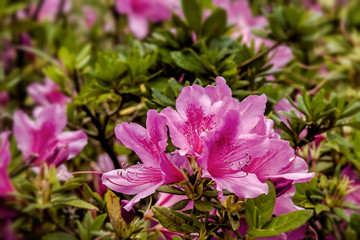 Wall Mural - Pink azalea