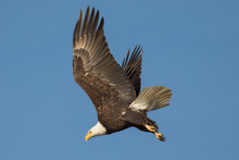 Bald Ealge In Virginia In Flight Wings Spread