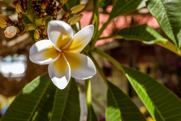 Wall Mural - Frangipani flowers (plumeria)