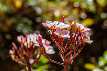 Wall Mural - Frangipani flowers (plumeria)