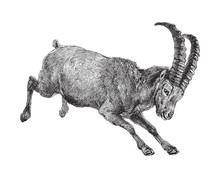 Wild Goat - Alpine Ibex (Capra Ibex) / Vintage Illustration