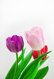 Fototapeta Tulipany - tulip flower in studio quality 8 March postcard