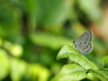 Gray Butterfly Looking Somthing On Green Leaf