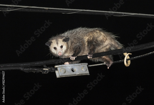 Fotografie, Obraz Virginia opossum (Didelphis virginiana) climbing powerline at night, Galveston,