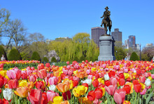 Boston Public Garden Tulips And George Washington Statue In The Spring