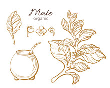 Vector Collection Of Mate Branches. Vector Nature Illustration.