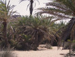 Gaj palm daktylowych na greckiej wyspie Krecie.