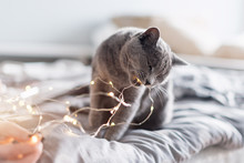 Russian Blue Cat With Christmas Lights, Selective Focus. Woman Holding Garland Playing With Cat In Bed.
