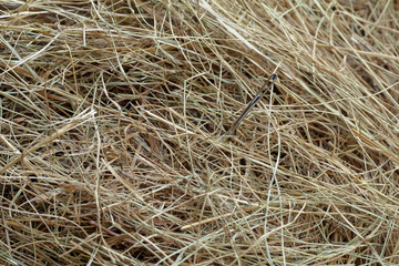 needle in a haystack/ needle in a haystack