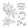 © cuttlefish84 - nutmeg vector set