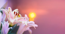 Pink Lilly In The Garden And Tone Color Pink,Lilly Flowers (shallow Dof) Natural Banner
