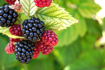 Closeup of black and red blackberries in the garden