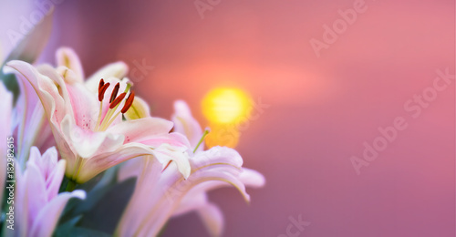Fotomural Pink lilly in the garden and tone color pink,Lilly flowers (shallow dof) Natural
