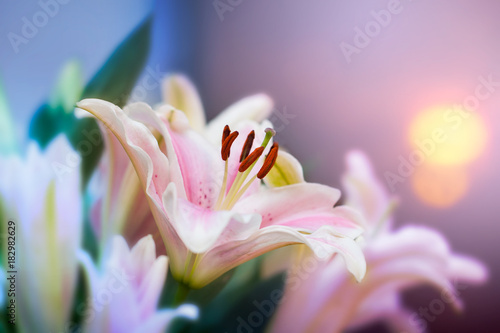 Cuadros en Lienzo Pink lilly in the garden and tone color pink,Lilly flowers (shallow dof) Natural