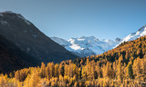 Fototapeta Na sufit - fall colors in the Swiss Alps near St. Moritz in the Morteratsch Valley 