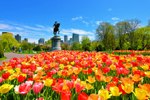 Boston Public Garden Tulips And George Washington Statue On A Beautiful Spring Day