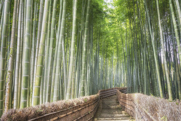  Bamboo forest, Arashiyama, Kyoto, Japan