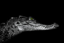 Crocodile: Portrait On Black
