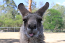 Closeup Of Kangaroo Playing With Photograph
