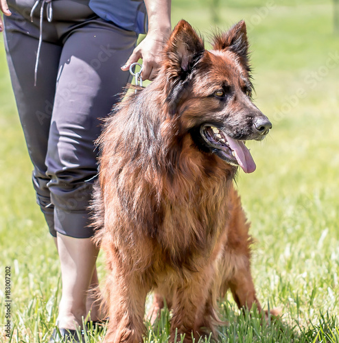 German Long Haired Shepherd Dog In The Wild Buy This Stock Photo