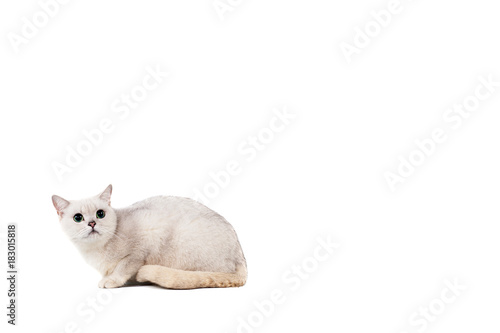 Light Gray Short Haired Cat Thoroughbred Burmilla Isolate On White