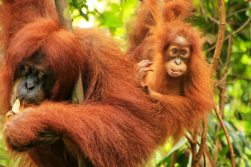 Wall Mural - Female Sumatran orangutan with a baby sitting on a tree in Gunung Leuser National Park, Sumatra, Indonesia