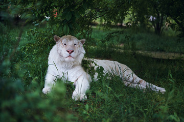 Wall Mural - beautiful white lion lies under the trees in the nature, wild animal, grass