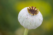 Closeup of a poppy flower head