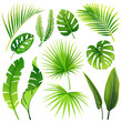 © sweet kiwi - set of vector tropical leaves. vector illustration. realistic plants