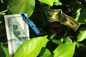 Drying 100 dollars bill on a tree