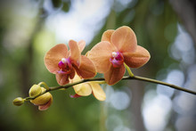Orange Orchid In Nature