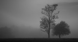 Fototapeta Na drzwi - tree in the mornig fog