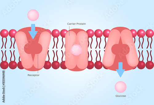 Photographie Facilitated diffusion or facilitated transport / cell anatomy