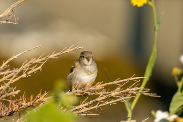 female sparrow resting on the thin twig under the sun