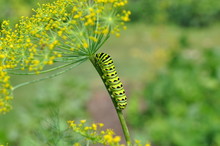 Caterpillar Climbing Dill