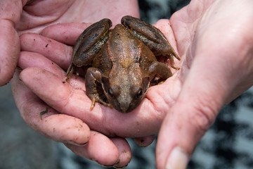 Captured frog in hands.