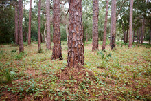 Plantation Of Young Pine Trees