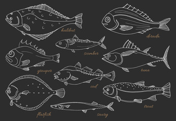 Wall Mural - Set of sea fish. Seafood. Vector sketch