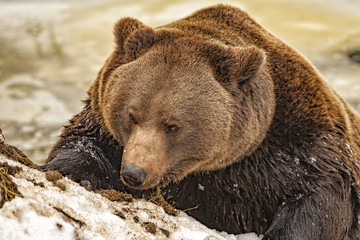 Wall Mural - bear portrait in the snow