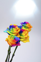 Fotomurales - Bouquet of Rainbow rose