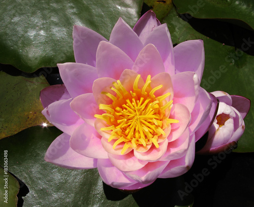 Cœur De Fleur De Nénuphar Rose Buy This Stock Photo And