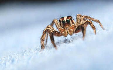 Wall Mural - Jumping spider