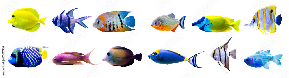 Tropical fish collection isolated on white - obrazy, fototapety, plakaty 